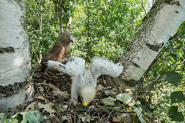 Wespenbussard (Pernis apivorus)