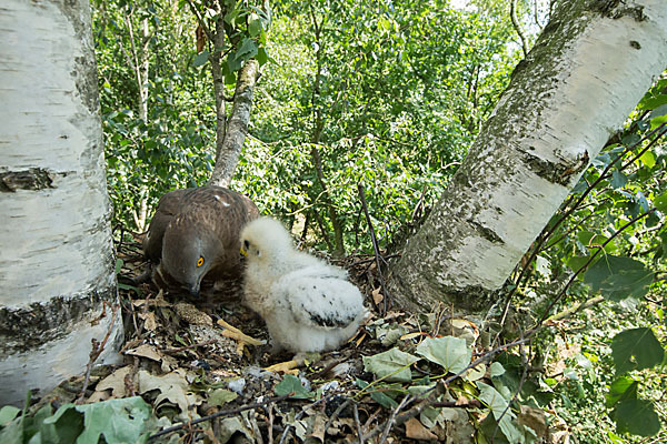 Wespenbussard (Pernis apivorus)