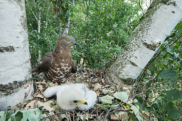 Wespenbussard (Pernis apivorus)