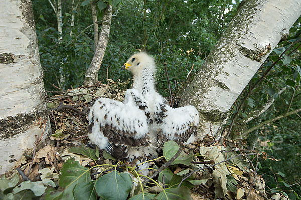 Wespenbussard (Pernis apivorus)