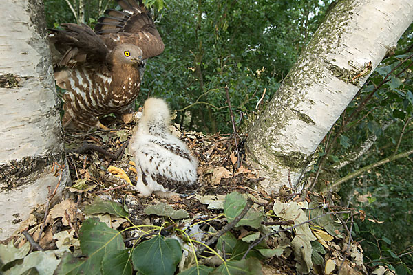 Wespenbussard (Pernis apivorus)