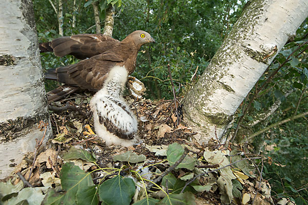 Wespenbussard (Pernis apivorus)