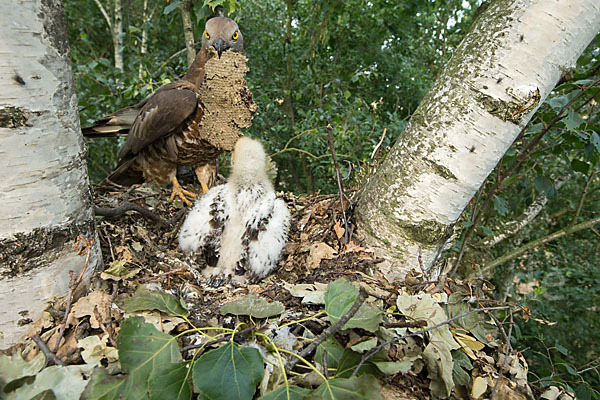 Wespenbussard (Pernis apivorus)