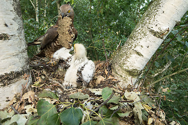 Wespenbussard (Pernis apivorus)