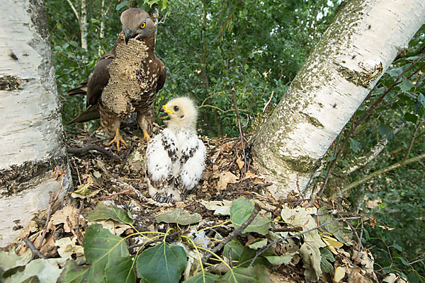 Wespenbussard (Pernis apivorus)