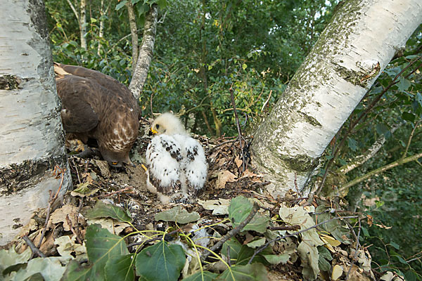 Wespenbussard (Pernis apivorus)