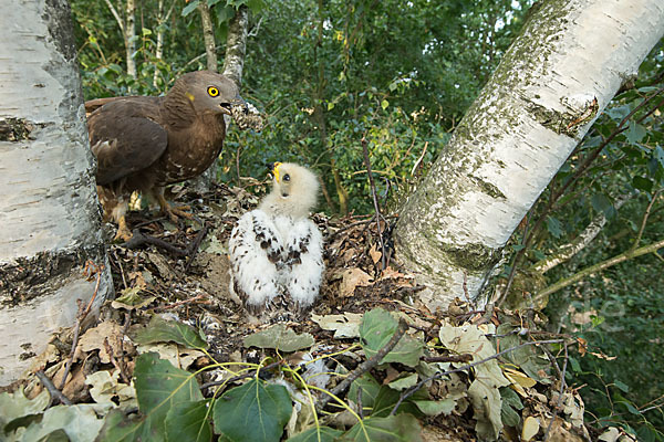 Wespenbussard (Pernis apivorus)