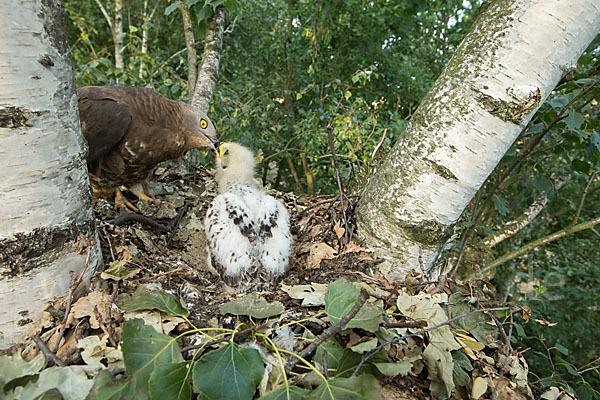 Wespenbussard (Pernis apivorus)