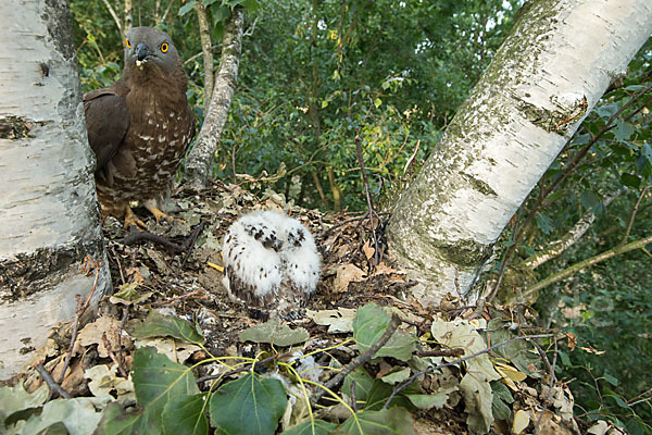 Wespenbussard (Pernis apivorus)