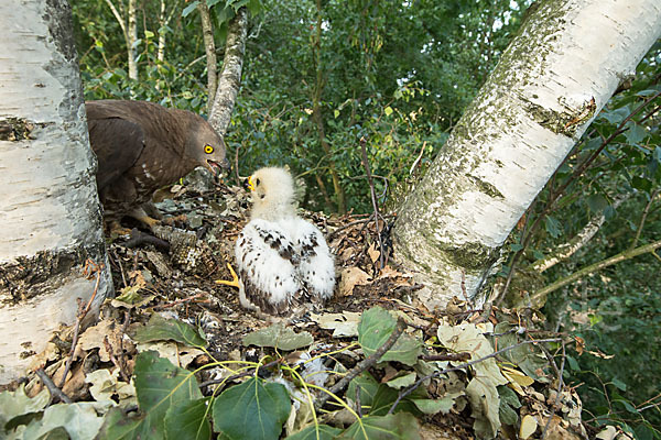 Wespenbussard (Pernis apivorus)