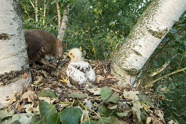 Wespenbussard (Pernis apivorus)