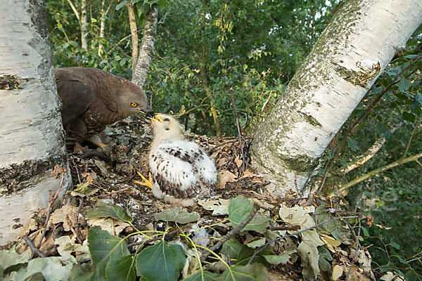 Wespenbussard (Pernis apivorus)