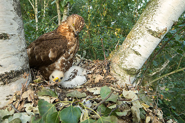 Wespenbussard (Pernis apivorus)