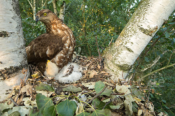 Wespenbussard (Pernis apivorus)