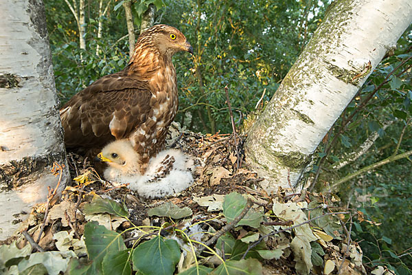 Wespenbussard (Pernis apivorus)