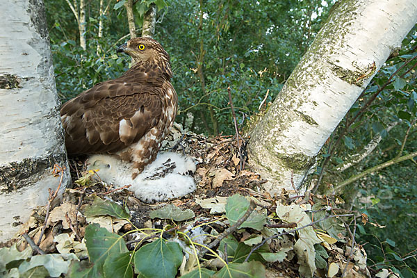 Wespenbussard (Pernis apivorus)