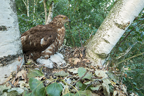 Wespenbussard (Pernis apivorus)