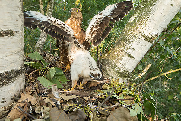 Wespenbussard (Pernis apivorus)