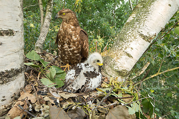 Wespenbussard (Pernis apivorus)