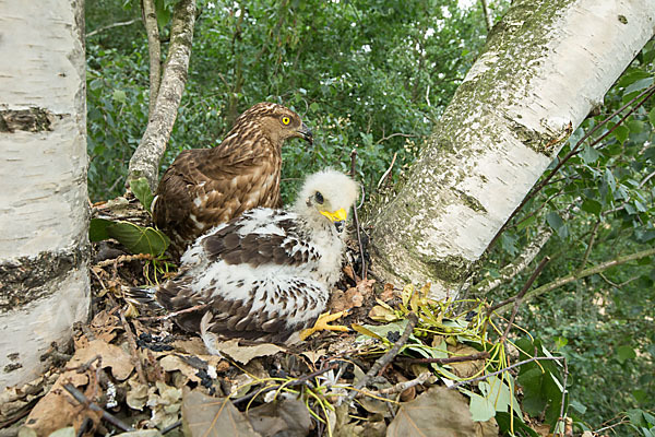 Wespenbussard (Pernis apivorus)