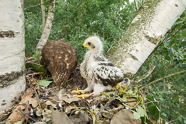 Wespenbussard (Pernis apivorus)