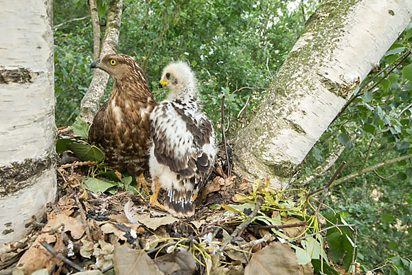 Wespenbussard (Pernis apivorus)