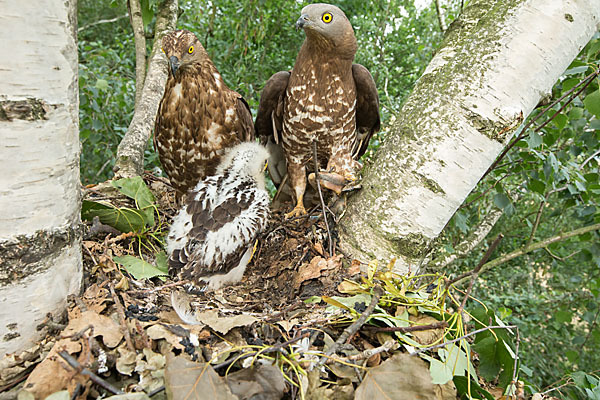 Wespenbussard (Pernis apivorus)