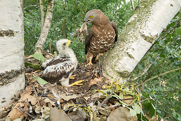 Wespenbussard (Pernis apivorus)