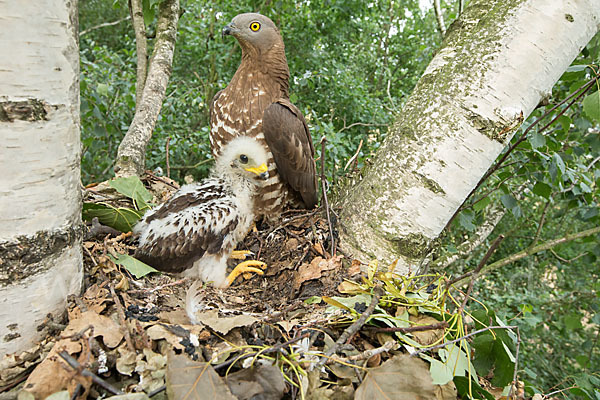 Wespenbussard (Pernis apivorus)