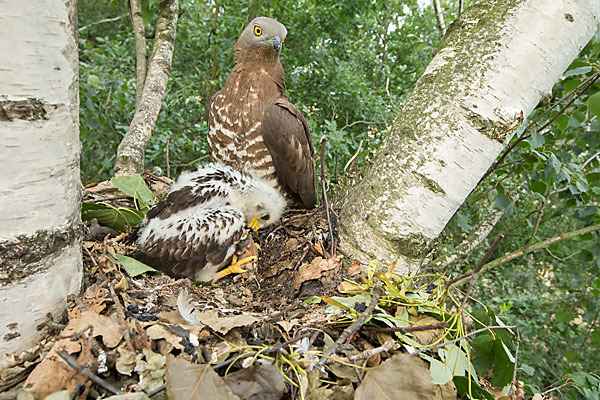 Wespenbussard (Pernis apivorus)