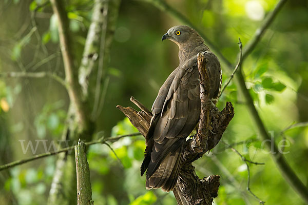 Wespenbussard (Pernis apivorus)