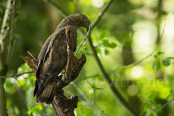 Wespenbussard (Pernis apivorus)