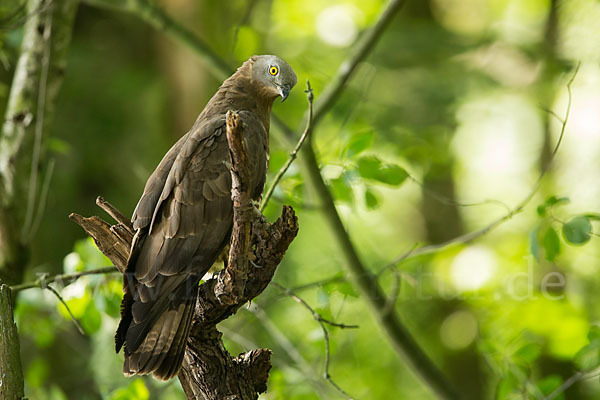 Wespenbussard (Pernis apivorus)