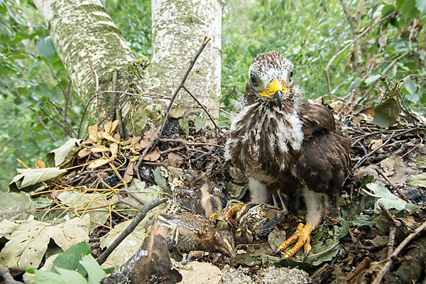 Wespenbussard (Pernis apivorus)