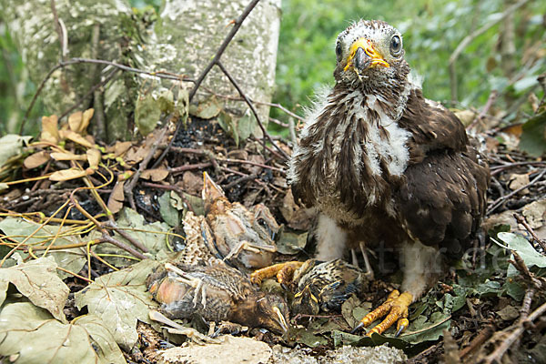 Wespenbussard (Pernis apivorus)