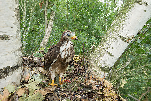 Wespenbussard (Pernis apivorus)