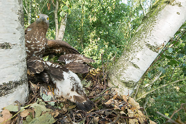 Wespenbussard (Pernis apivorus)