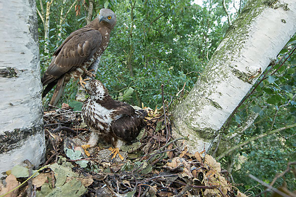 Wespenbussard (Pernis apivorus)