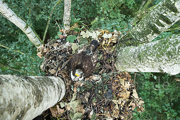 Wespenbussard (Pernis apivorus)