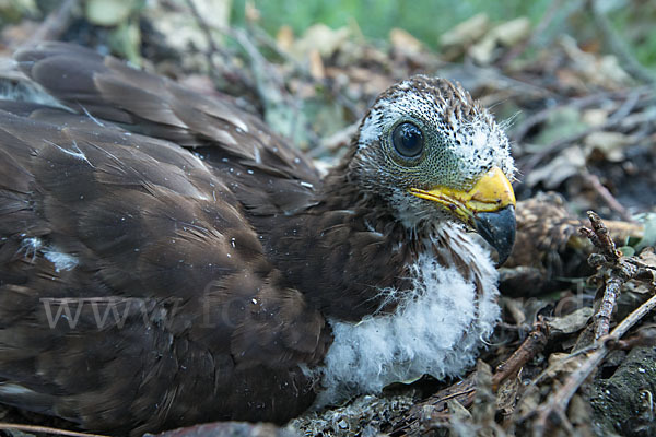 Wespenbussard (Pernis apivorus)