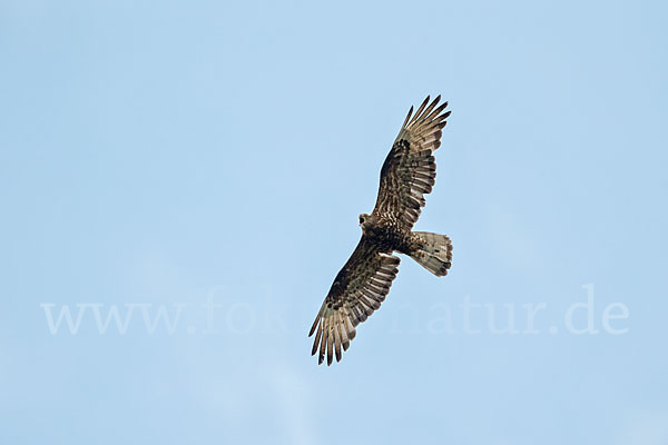 Wespenbussard (Pernis apivorus)