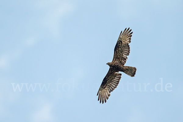 Wespenbussard (Pernis apivorus)