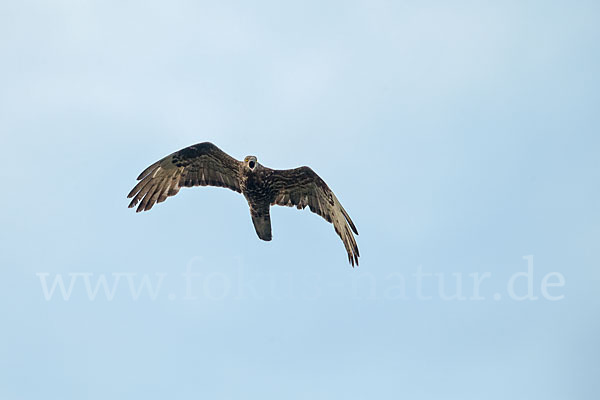 Wespenbussard (Pernis apivorus)