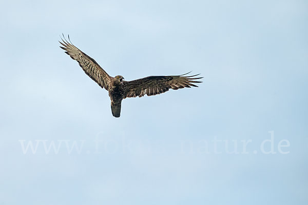 Wespenbussard (Pernis apivorus)