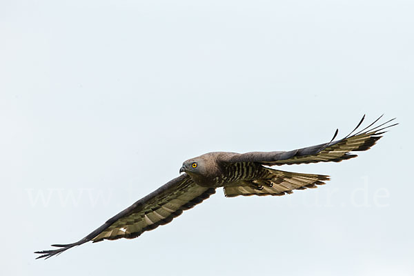 Wespenbussard (Pernis apivorus)