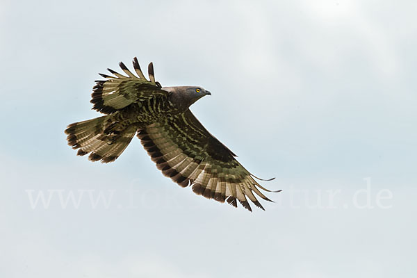 Wespenbussard (Pernis apivorus)