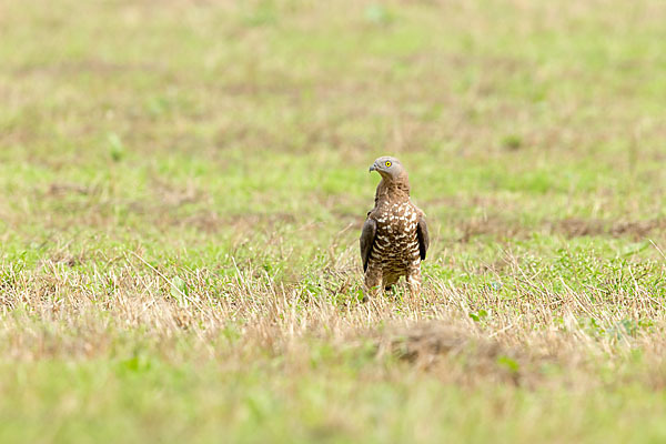 Wespenbussard (Pernis apivorus)