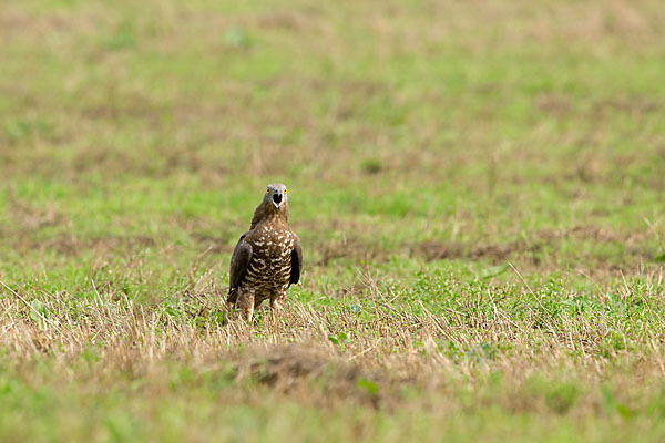 Wespenbussard (Pernis apivorus)