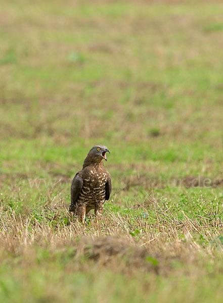 Wespenbussard (Pernis apivorus)