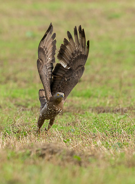 Wespenbussard (Pernis apivorus)